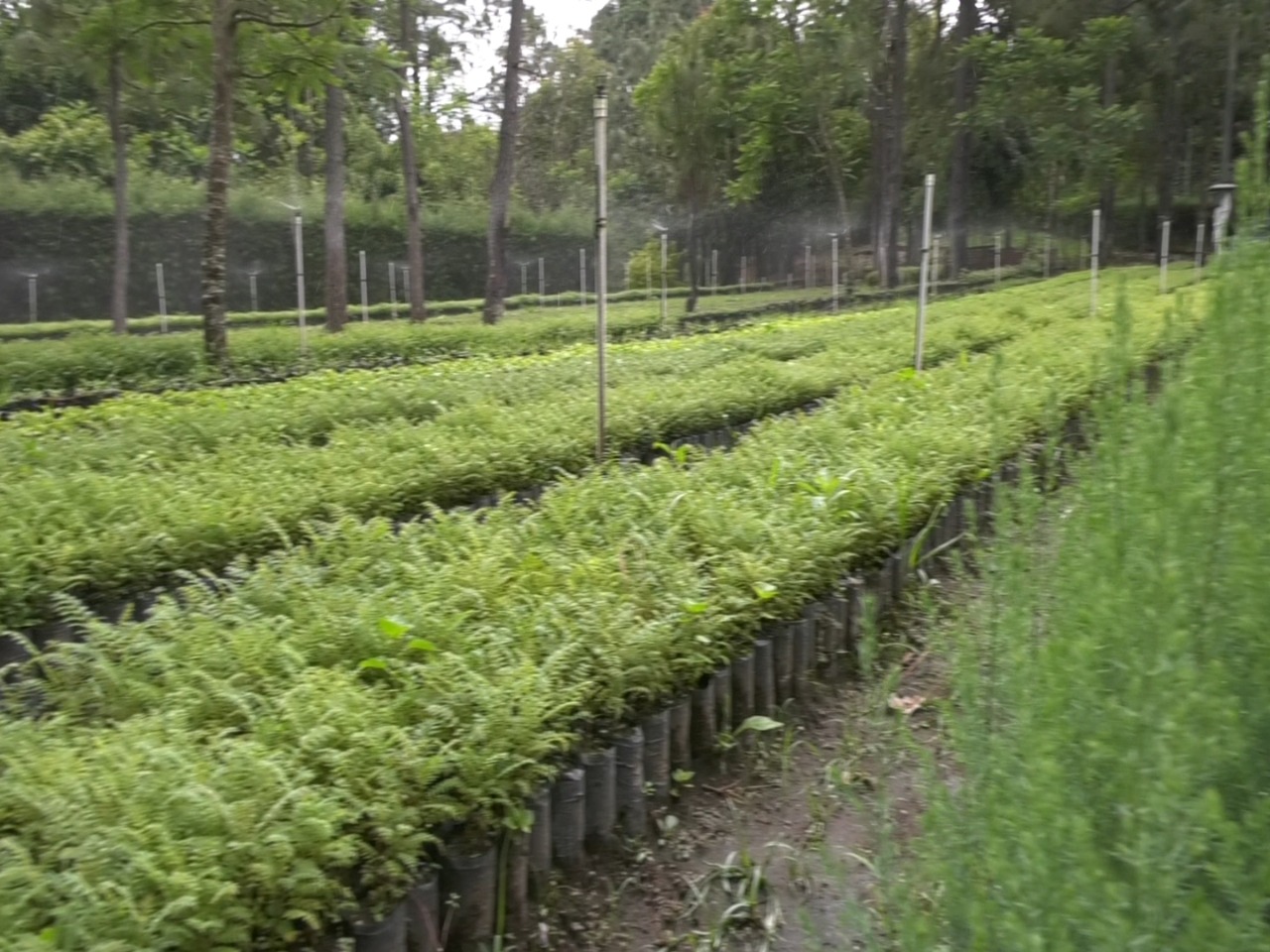 550 mil árboles serán plantados por el MARN en los 22 departamento del país