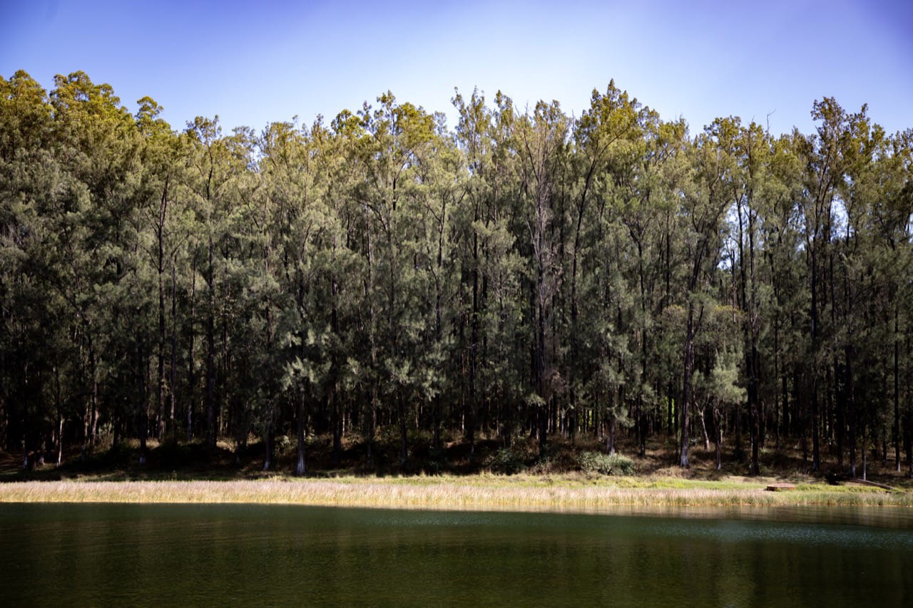 MARN contribuye con el aumento de la cobertura forestal del país