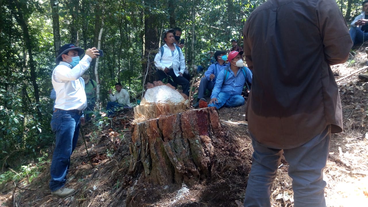 MARN verifica denuncia por tala de árboles en Rabinal, Baja Verapaz