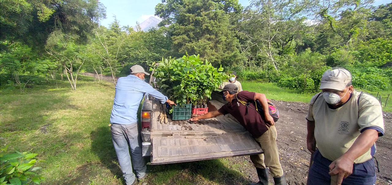 Chimaltenango y Sacatepéquez  fortalecen sus bosques