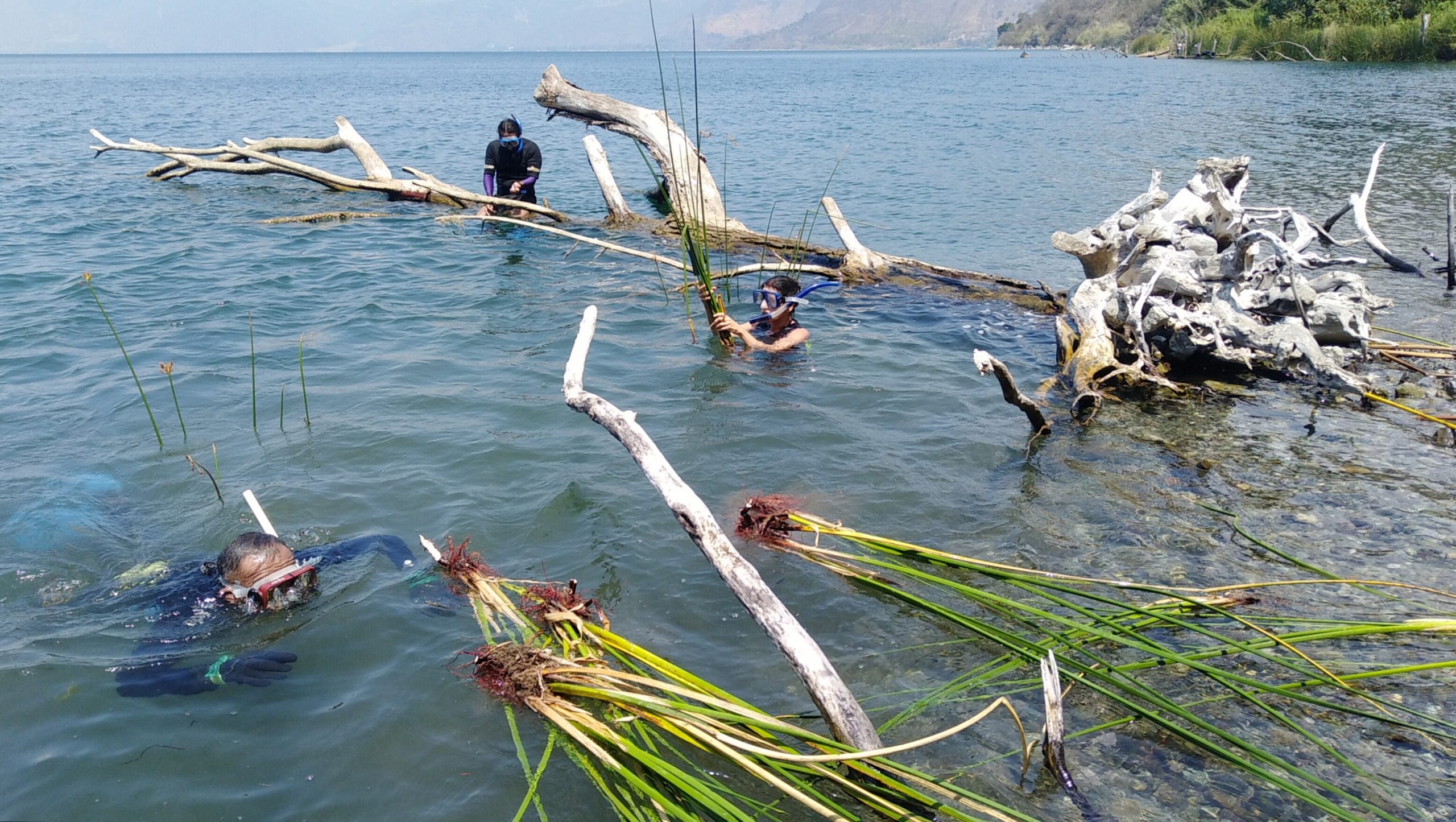 Jornada para preservar el tul del Lago de Atitlán