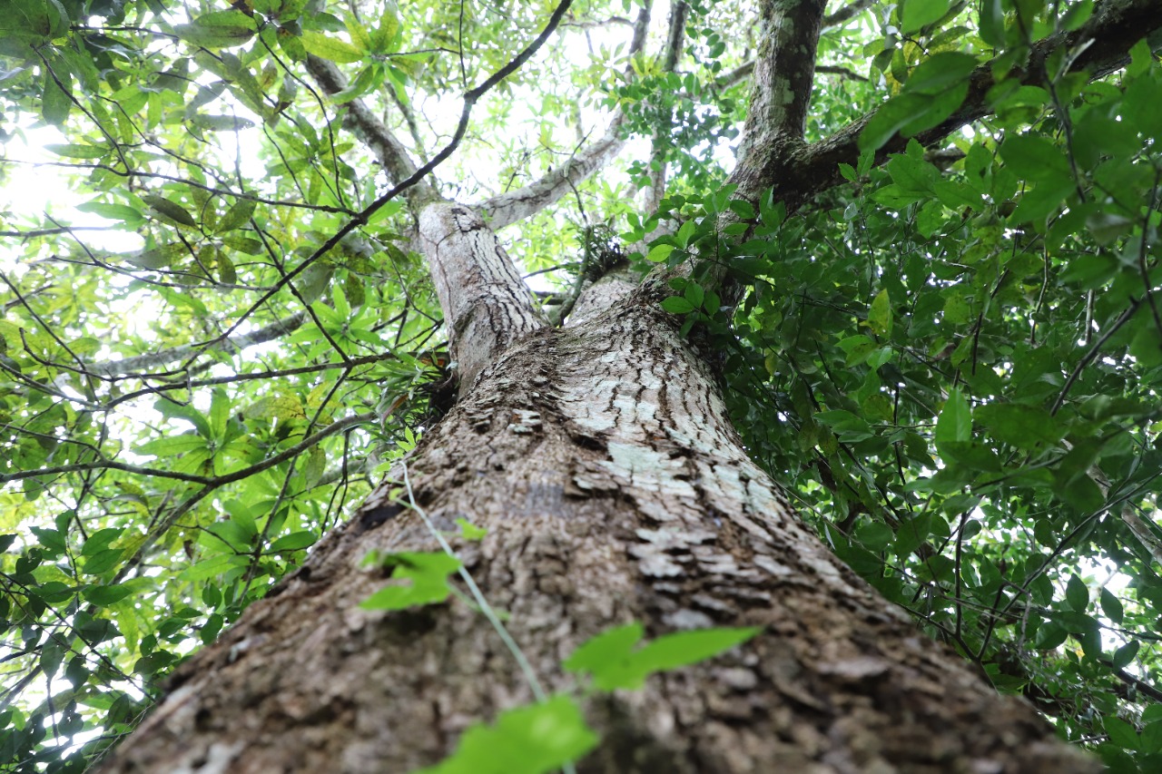 Los bosques, oxígeno para las urbes y oportunidad de desarrollo para comunidades