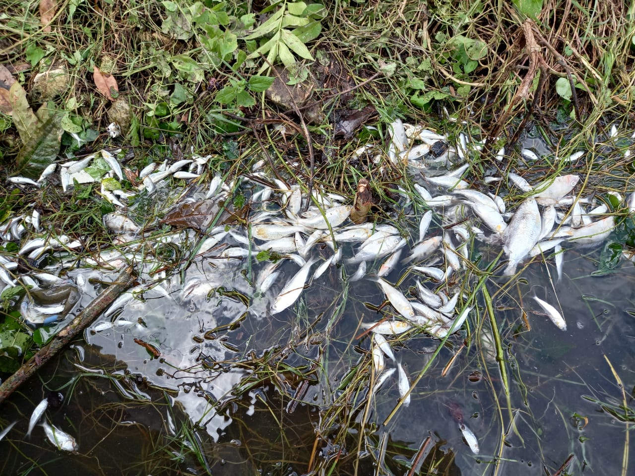 MARN verifica muerte de peces en Flores, Petén