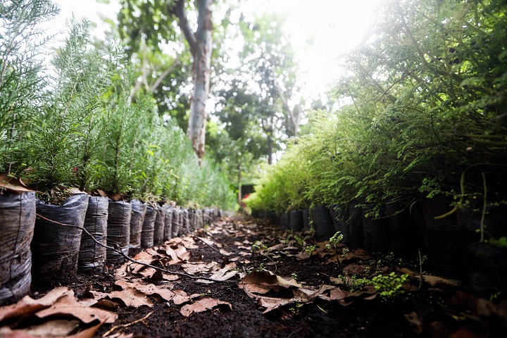 Programa de reforestación del MARN permitió plantar 480 mil árboles en 2020