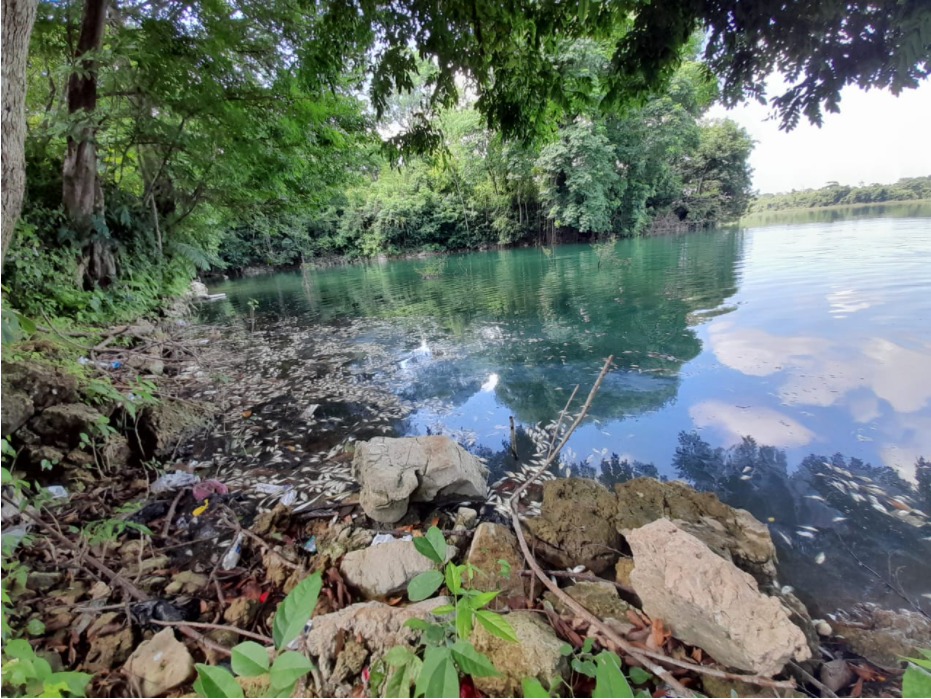 Ministerio de Ambiente acompaña investigación por muerte de peces en Sayaxché, Petén