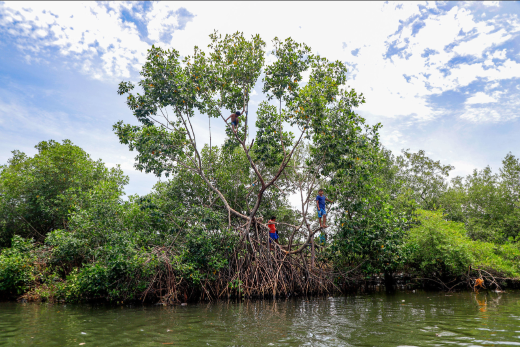 Conservación del ecosistema manglar es vital para la biodiversidad y la economía