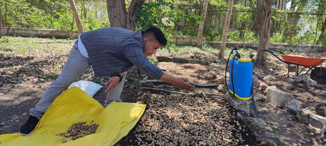 Producción de semillas fomenta la reforestación en la cuenca del Lago Petén Itzá