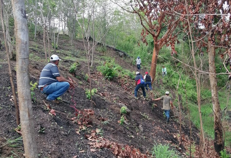 Sansare recibe 600 árboles para recuperar áreas boscosas