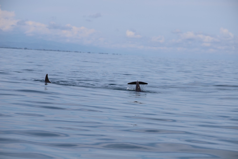 MARN delfines marn omoa guatemala