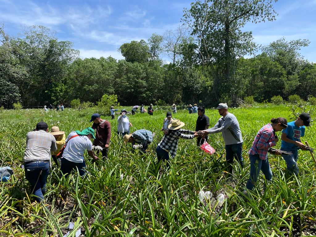 Fortalecen zona manglar de la Barra Madre Vieja en Tiquisate