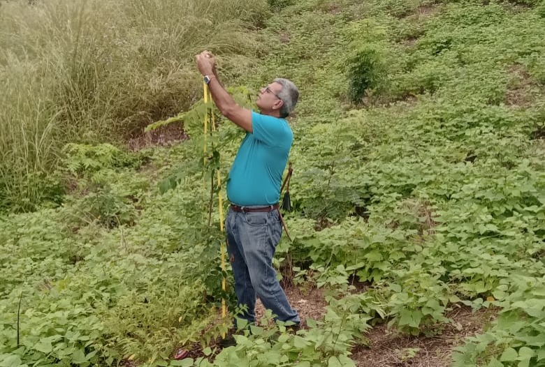 <strong>Delegación de El Progreso verifica desarrollo de plantación forestal</strong>