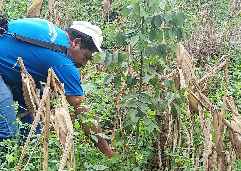 <strong>MARN monitorea áreas reforestadas en San Agustín Acasaguastlán</strong>