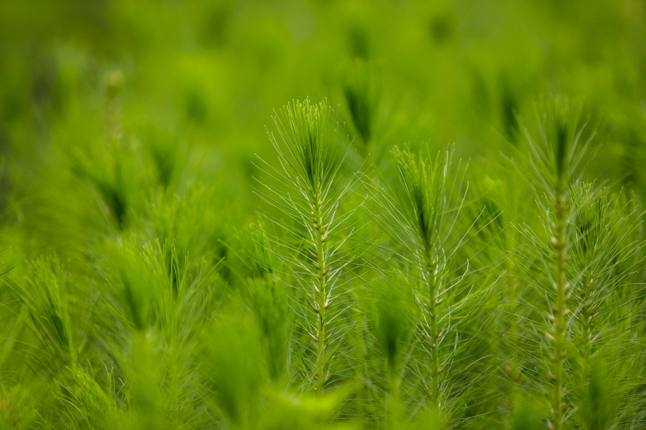 <strong>Logros MARN: Programa de reforestación recupera áreas boscosas y fortalece zonas de recarga hídrica</strong>