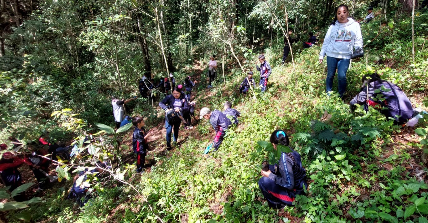 Reforestación en San Pedro Sacatepéquez, San Marcos involucra a estudiantes