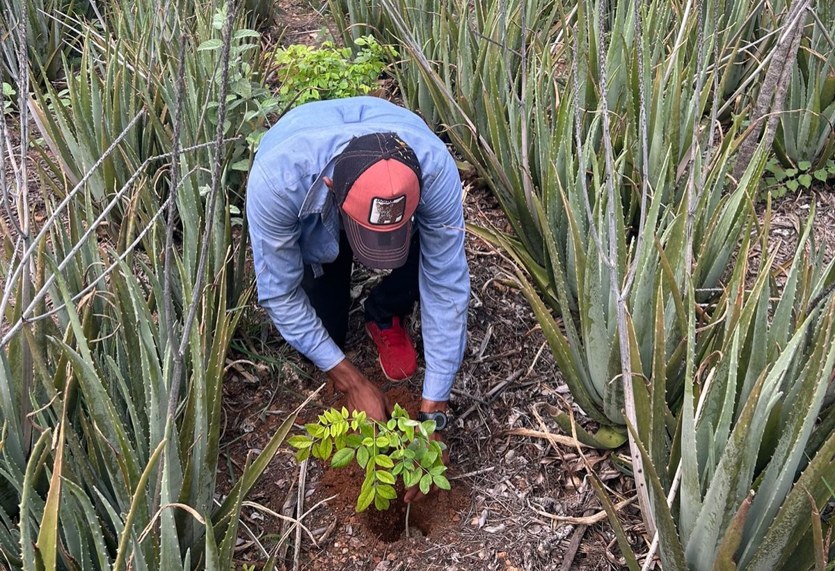 MARN y voluntarios reforestan en Morazán, El Progreso