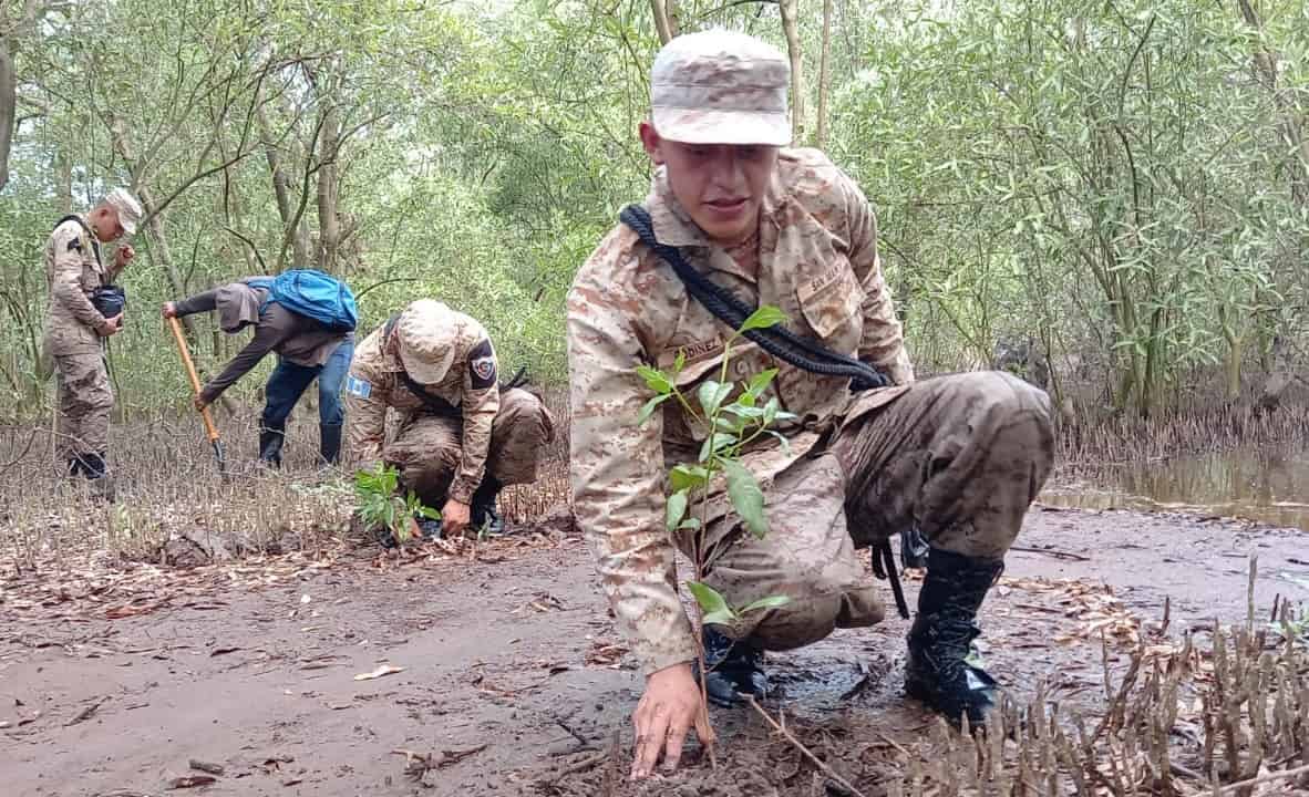 Reforestación con mangle contribuye a proteger la biodiversidad de Manchón Guamuchal