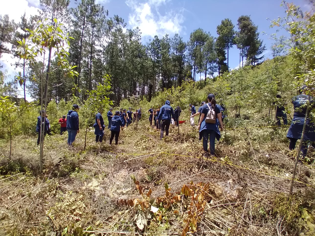 MARN y voluntarios reforestan el astillero municipal de Santa Apolonia, Chimaltenango